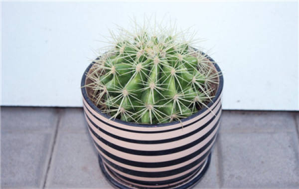 Where can I put the cactus?