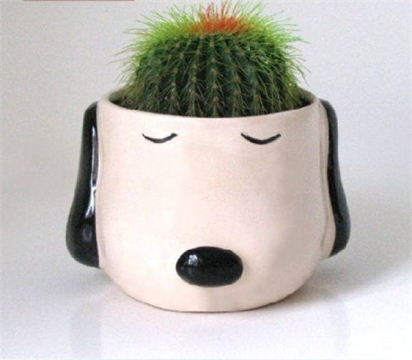 The geomantic function of cactus