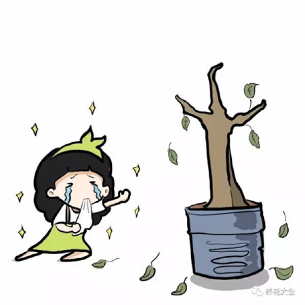 Hua Hua