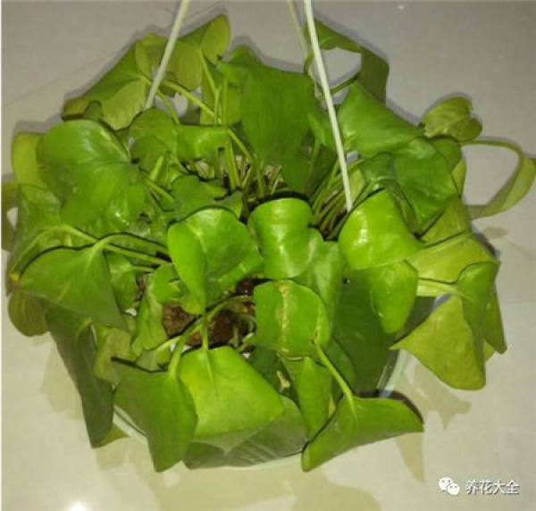 Hua Hua