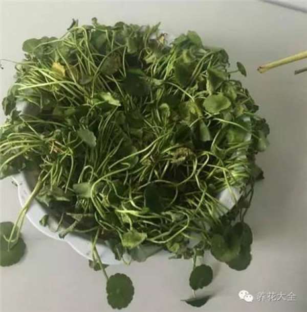 Hua Hua