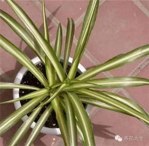 Hua Hua