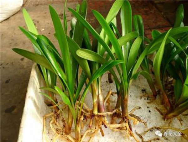Wait to take root
