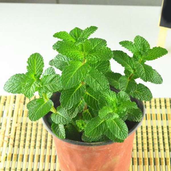 Mint repotting step