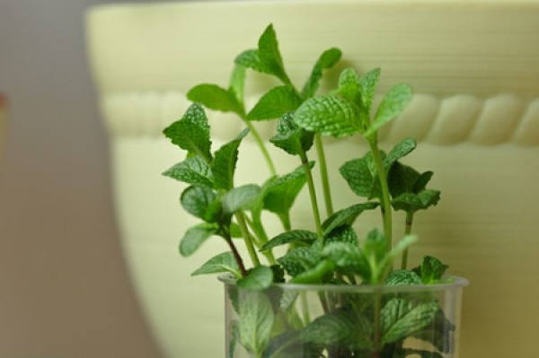 Precautions for mint repotting