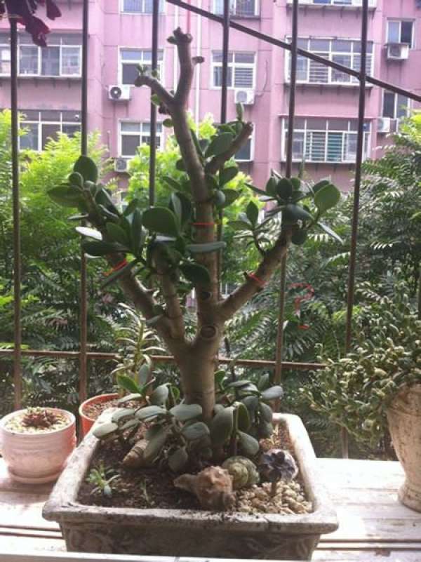 Pruning Method of Yushu