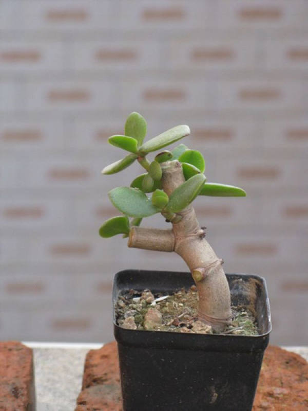 Pruning Method of Yushu