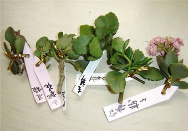 Kalanchoe blossfeldiana branch cutting method