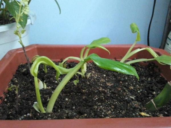Maintenance of Kalanchoe blossfeldiana branch cuttings