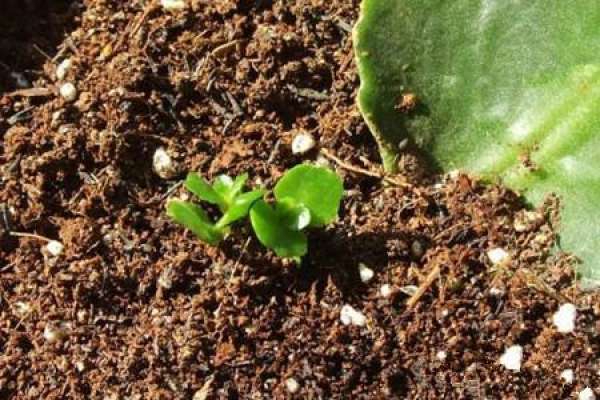 Kalanchoe blossfeldiana leaf insert method