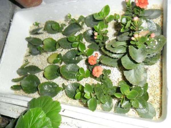 Cautions for leaf cutting of Jonquil