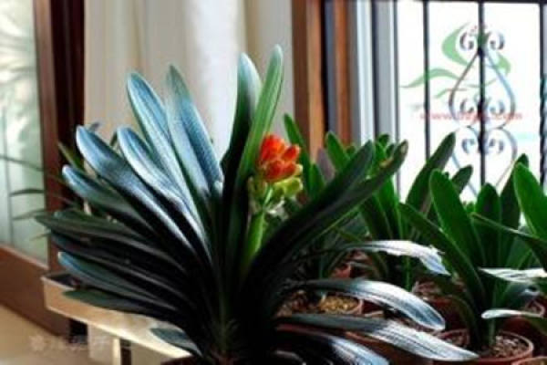 Clivia miniata can be wet raised.