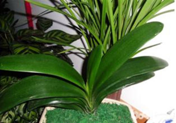 Benefits of Wet Cultivation of Clivia
