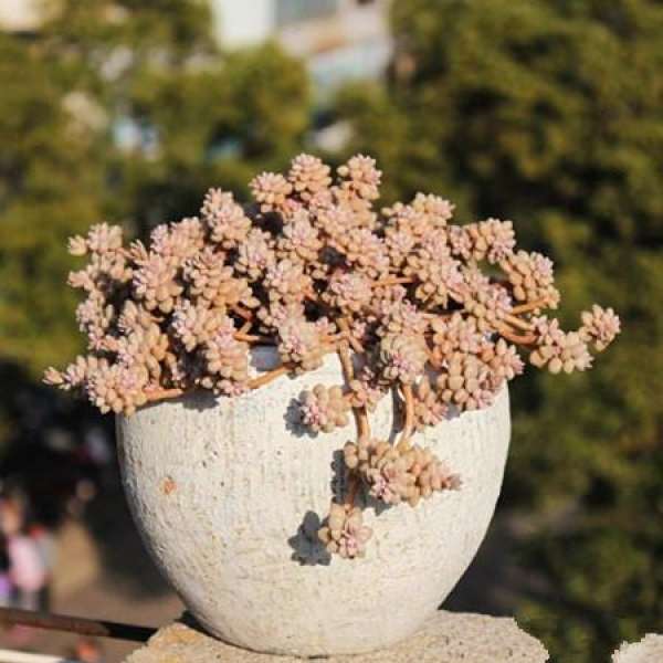 Ji Qiuli's Method of Raising Explosive Pot