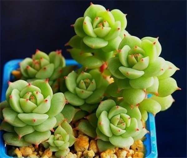 Matters needing attention in the cultivation of quiet night in autumn