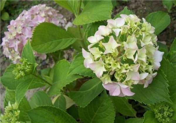 Hydrangeas naturally turn green.