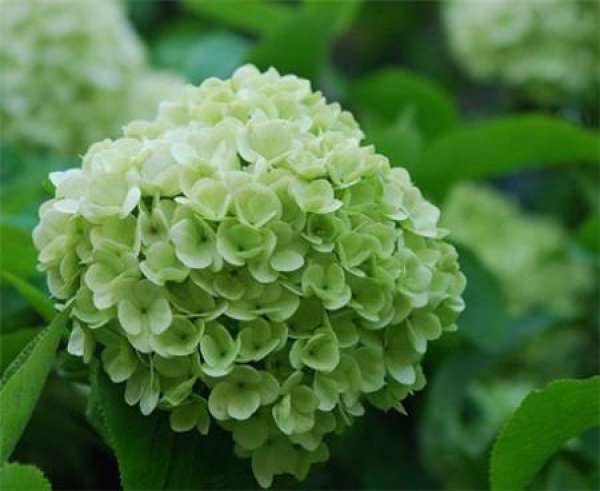 Hydrangeas naturally turn green.