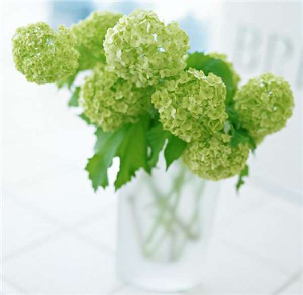 Hydrangea green petal disease
