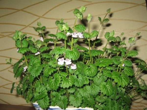 Florescence of mint