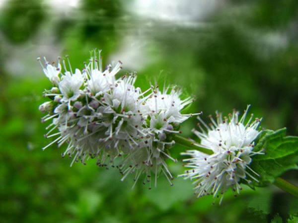 Florescence maintenance of Mentha haplocalyx Briq.