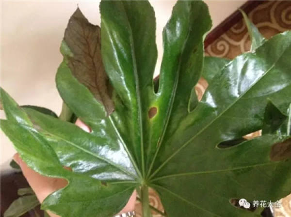 Leaf spot