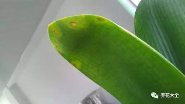 Leaf spot