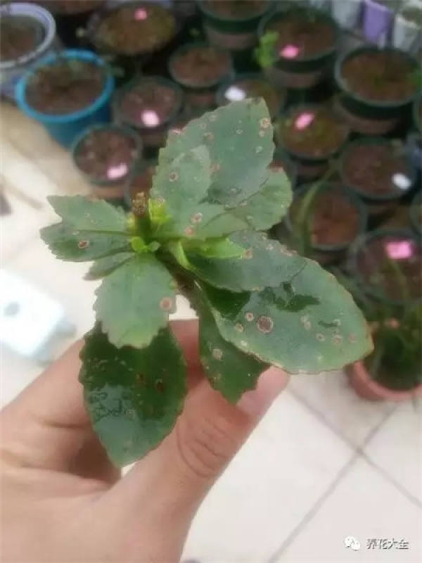 Leaf spot
