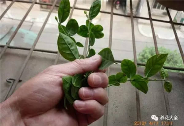 Leaf spot