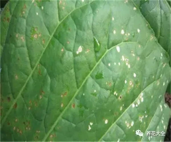 Leaf spot