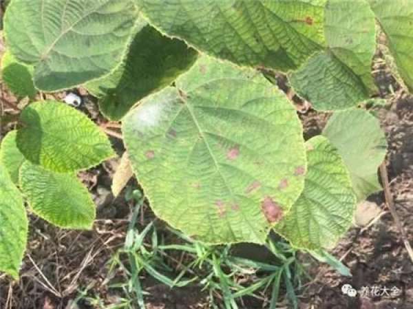 Leaf spot