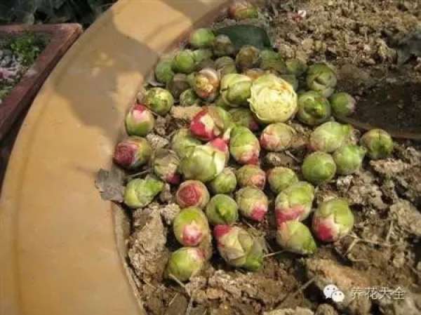 Leaf spot