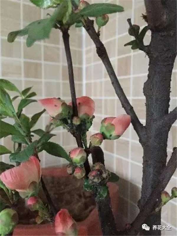 Leaf spot