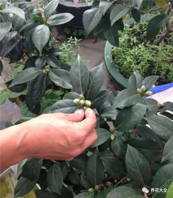 Leaf spot
