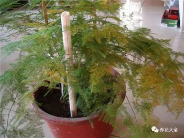 Leaf spot