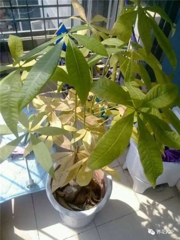 Leaf spot