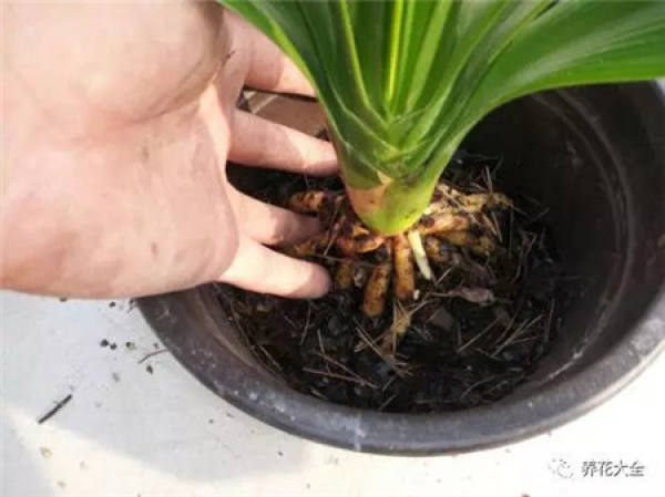 Leaf spot