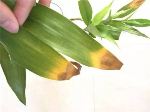 Leaf spot