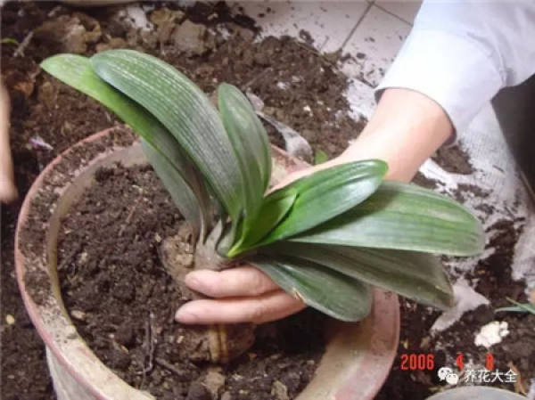 Leaf spot