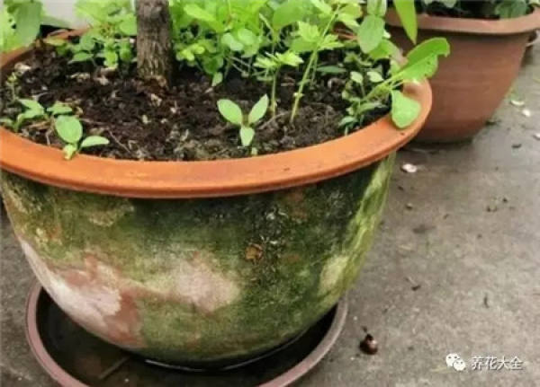 Leaf spot
