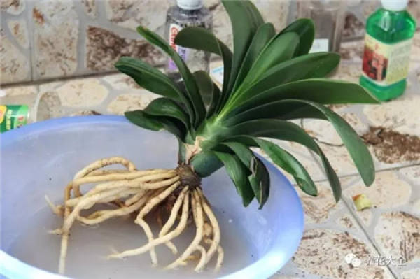 Prune off bad root system