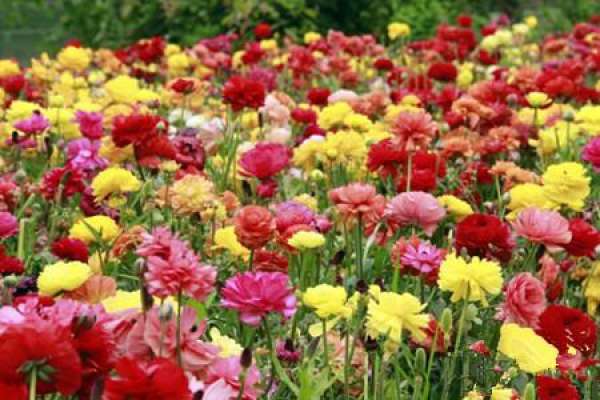 Flowering period of Ranunculus