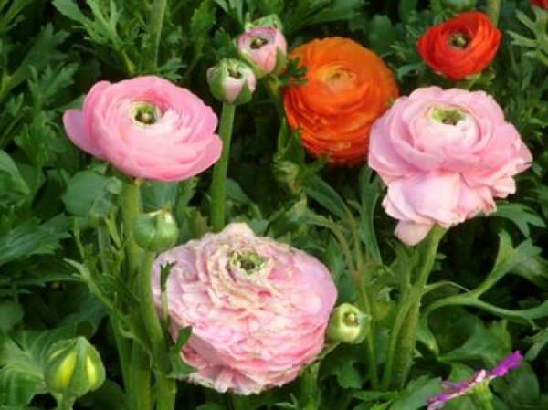 flowering period of Ranunculus japonicus