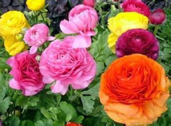Flowering maintenance of Ranunculus