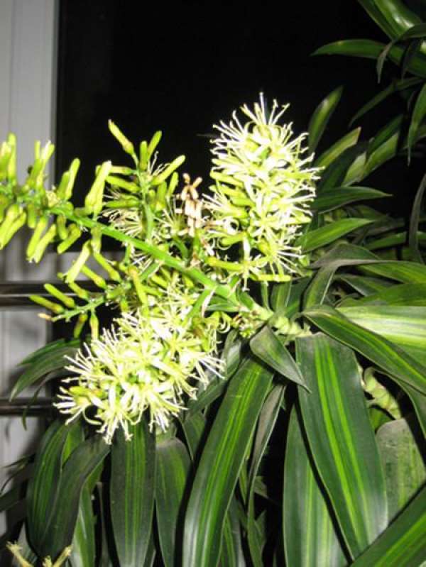 The Flower Language of Lily and Bamboo