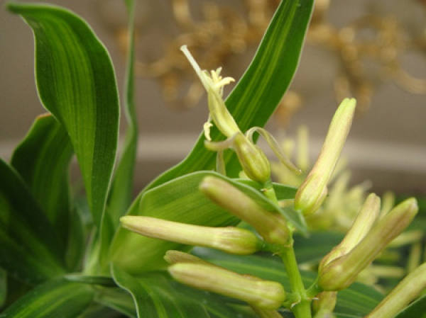 The Flower Language of Lily and Bamboo