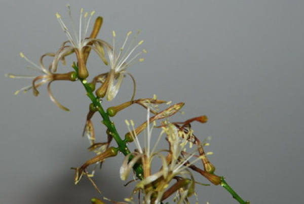 Will the flowers of Lily and bamboo die?