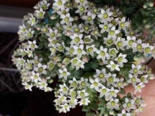 Ji Xing Mei Ren Hua Blossom