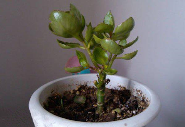 Kalanchoe blossfeldiana pruning method