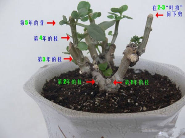 Kalanchoe blossfeldiana pruning method