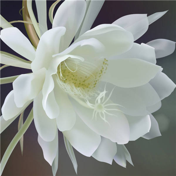 White sandalwood